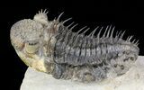 Excellent Spiny Drotops Armatus Trilobite - #57773-1
